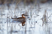 Lyskonoh uzkozoby - Phalaropus lobatus - Red-necked Phalarope 0014